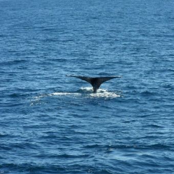 Avistamiento de Ballenas en Cabo San Lucas