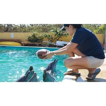 Entrenador de delfines Puerto Vallarta-Nayarit