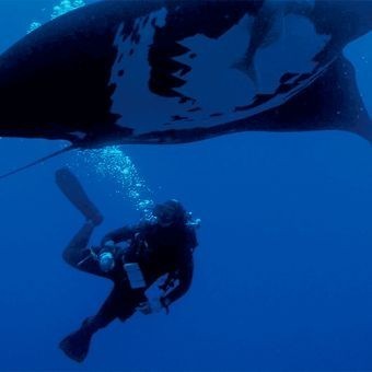 Buceo ·PUERTO VALLARTA, JALISCO